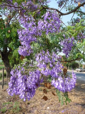 Salta en fleurs.JPG